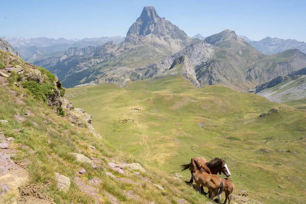 馬はフランスのピレネー山脈で無料で通過します 高品質の写真 — ストック写真