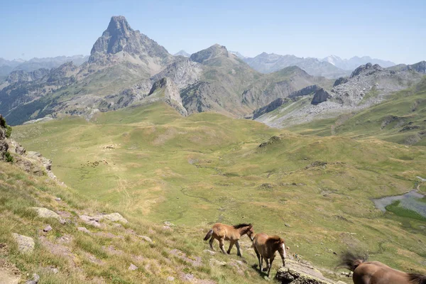 馬はフランスのピレネー山脈で無料で通過します 高品質の写真 — ストック写真