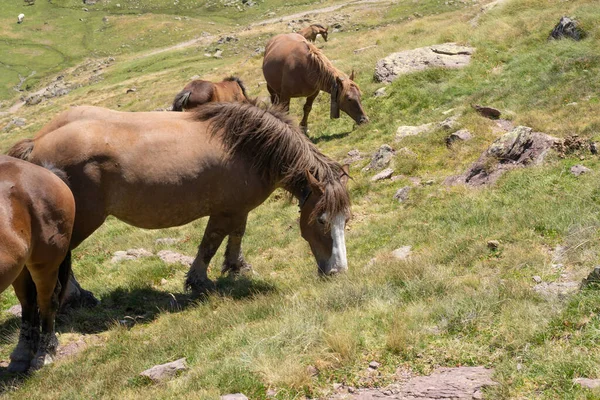 Atlar Fransa 'daki Pireneler' in dağlarında özgürce volta atıyor. Yüksek kalite fotoğraf