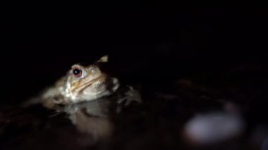 Geceleri bir derenin suyundaki küçük kurbağa. Yüksek kalite 4k görüntü
