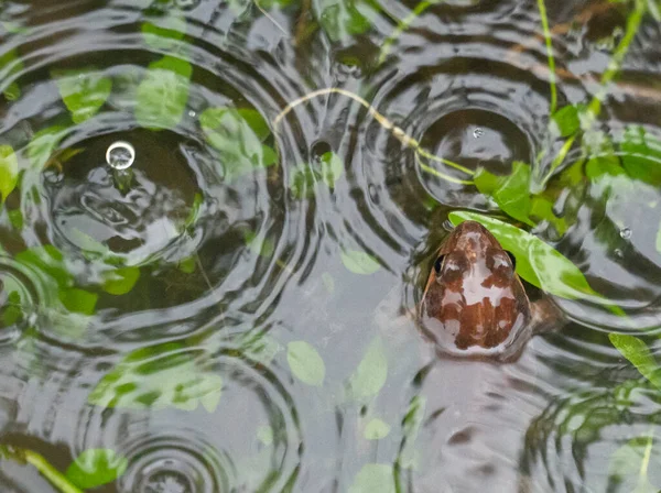 Kleine Kikker Die Zijn Kop Uit Het Water Laat Zien — Stockfoto