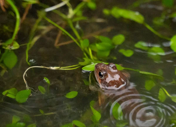 개구리 연못에서 머리를 밖으로 있습니다 고품질 — 스톡 사진