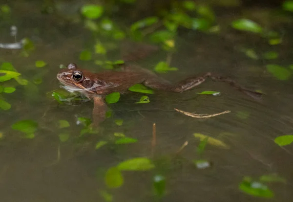 Pequena Mostrando Sua Cabeça Para Fora Água Uma Lagoa Foto — Fotografia de Stock