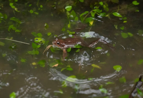 Kleiner Frosch Der Seinen Kopf Aus Dem Wasser Einem Teich — Stockfoto