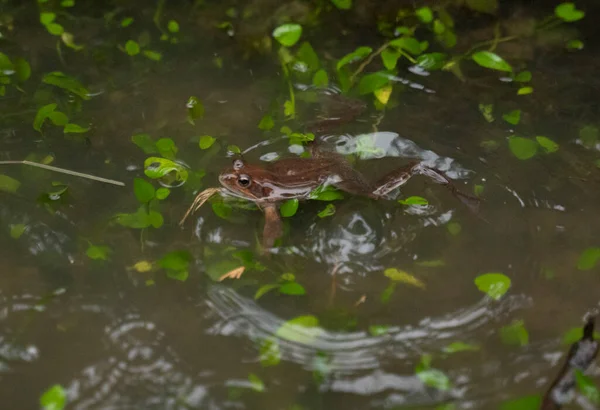 Kleine Kikker Die Zijn Kop Uit Het Water Laat Zien — Stockfoto