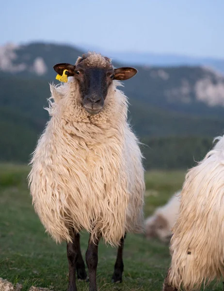 Pecore Che Camminano Pacificamente Nelle Montagne Dei Paesi Baschi Tramonto — Foto Stock