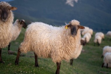 Günbatımında Bask ülkesinin dağlarında huzur içinde volta atan koyunlar. Yüksek kalite fotoğraf