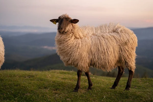 Πρόβατα Βηματίζουν Ειρηνικά Στα Βουνά Της Χώρας Των Βάσκων Ηλιοβασίλεμα — Φωτογραφία Αρχείου