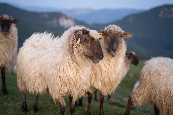 Schafe Die Bei Sonnenuntergang Friedlich Den Bergen Des Baskenlandes Herumlaufen — Stockfoto