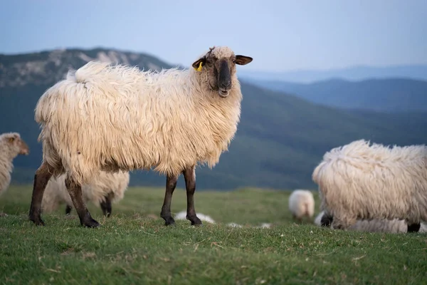 Pecore Che Camminano Pacificamente Nelle Montagne Dei Paesi Baschi Tramonto — Foto Stock