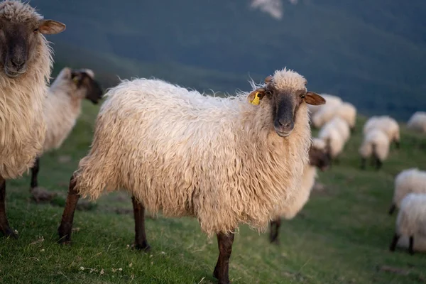 Овцы Мирно Шагают Горам Страны Басков Закате Высокое Качество Фото — стоковое фото
