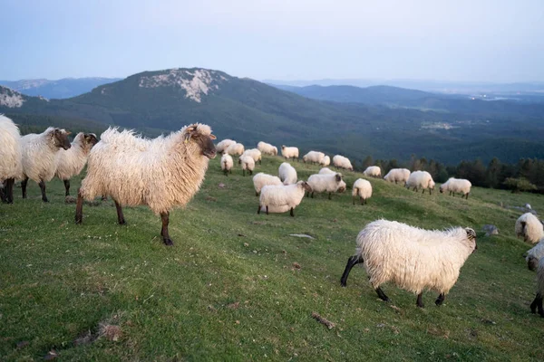 黄昏时分 羊群在巴斯克地区的山上和平地走来走去 高质量的照片 — 图库照片