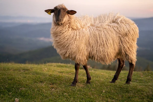 Moutons Qui Promènent Tranquillement Dans Les Montagnes Pays Basque Coucher — Photo