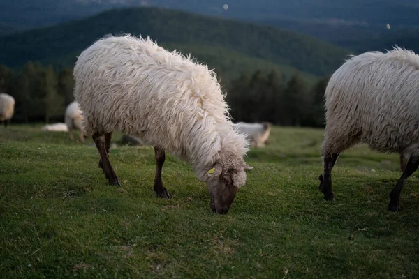 黄昏时分 羊群在巴斯克地区的山上和平地走来走去 高质量的照片 — 图库照片