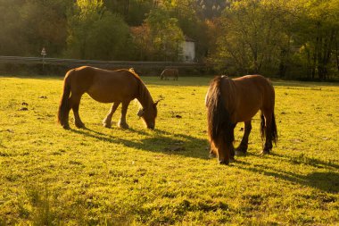 Atlar kuzey İspanya 'daki Bask ülkesinin yeşil tarlalarında huzur içinde volta atıyorlar. Yüksek kalite fotoğraf