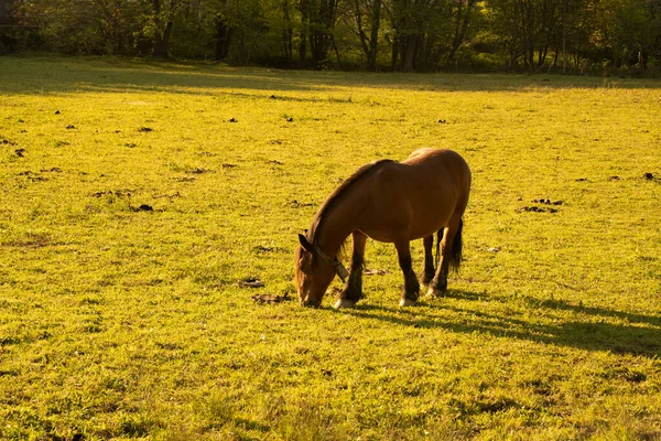Лошади Мирно Шагают Зеленым Полям Страны Басков Северной Испании Высокое — стоковое фото