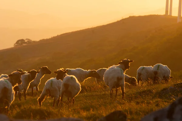 Schafe Die Bei Sonnenuntergang Den Bergen Des Baskenlandes Frei Herumlaufen — Stockfoto