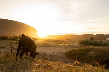 Küçük siyah köpek gün batımında kırsal alanda bir koku izini takip ediyor. Yüksek kalite fotoğraf