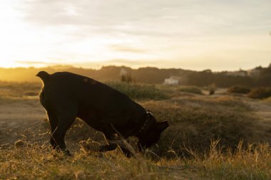 Küçük siyah köpek gün batımında kırsal alanda bir koku izini takip ediyor. Yüksek kalite fotoğraf