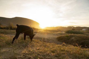 Küçük siyah köpek gün batımında kırsal alanda bir koku izini takip ediyor. Yüksek kalite fotoğraf