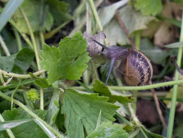 Escargot Déplaçant Lentement Dans Herbe Photo Haute Qualité — Photo