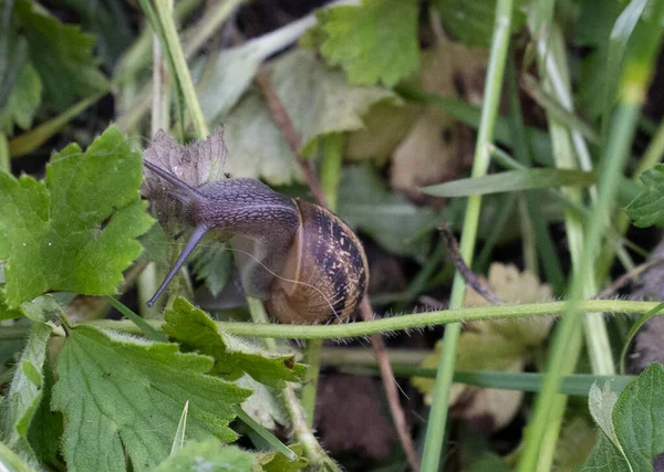 Escargot Déplaçant Lentement Dans Herbe Photo Haute Qualité — Photo