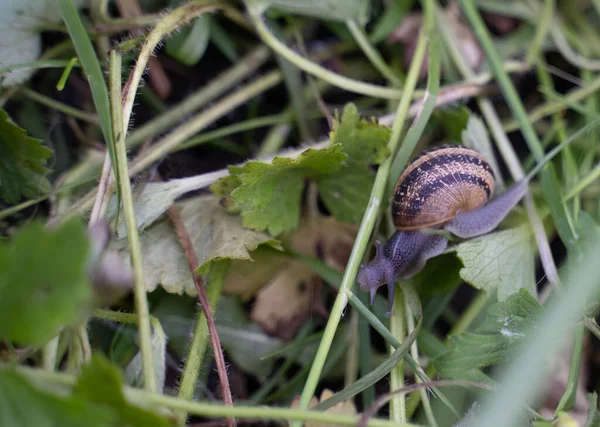 Escargot Déplaçant Lentement Dans Herbe Photo Haute Qualité — Photo