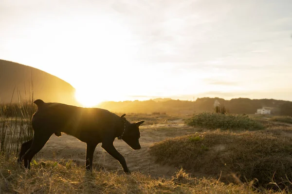 Small Black Dog Smell Trace Countryside Sunset High Quality Photo — Stock Photo, Image