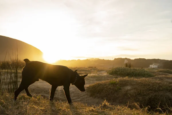 small black dog following a smell trace in the countryside at sunset. High quality photo