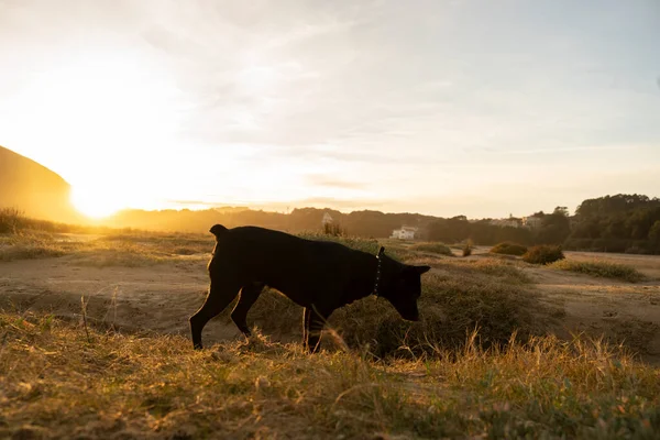 small black dog following a smell trace in the countryside at sunset. High quality photo