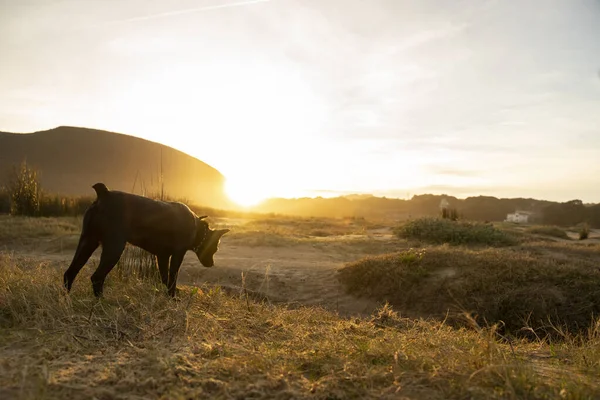 small black dog following a smell trace in the countryside at sunset. High quality photo