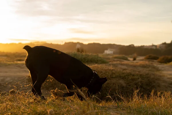 Küçük siyah köpek gün batımında kırsal alanda bir koku izini takip ediyor. Yüksek kalite fotoğraf