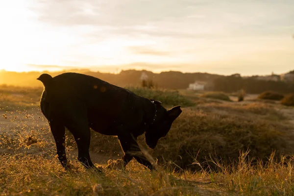 small black dog following a smell trace in the countryside at sunset. High quality photo