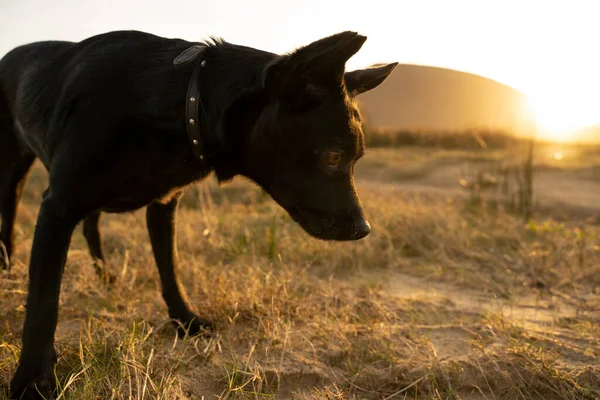 Small Black Dog Smell Trace Countryside Sunset High Quality Photo — Stock Photo, Image