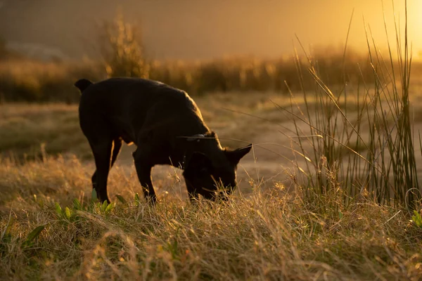 small black dog following a smell trace in the countryside at sunset. High quality photo