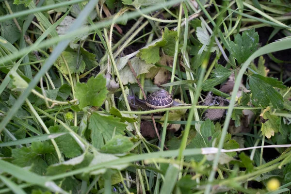 Escargot Déplaçant Lentement Dans Herbe Photo Haute Qualité — Photo