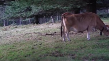 Bask bölgesindeki yeşil bir arazide ot yiyen inek. Yüksek kalite 4k görüntü