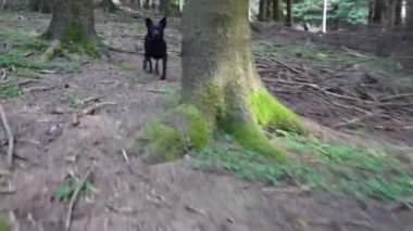 Küçük siyah köpek orman zeminindeki bir kokuyu takip ediyor. Yüksek kalite 4k görüntü