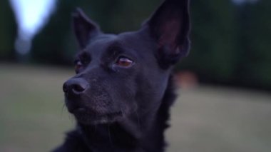 Gün batımında kırsalda küçük siyah bir köpeğin etrafını sarın. Yüksek kalite 4k görüntü
