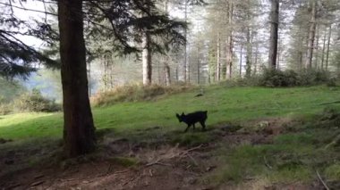 Küçük siyah köpek orman zeminindeki bir kokuyu takip ediyor. Yüksek kalite 4k görüntü