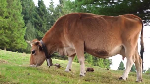 Bask Bölgesindeki Yeşil Bir Arazide Yiyen Inek Yüksek Kalite Görüntü — Stok video