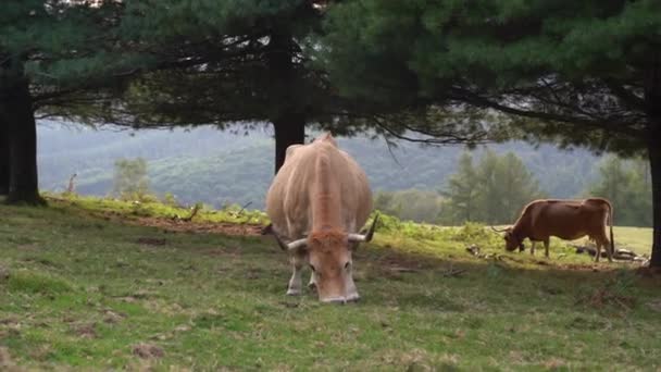 Αγελάδα Τρώει Γρασίδι Ένα Πράσινο Χωράφι Στη Χώρα Των Βάσκων — Αρχείο Βίντεο