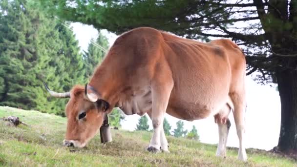 Корова Ест Траву Зеленом Поле Стране Басков Высококачественные Кадры — стоковое видео