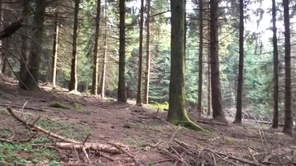 Câmera Avançando Através Das Árvores Uma Floresta Exuberante Imagens Alta — Vídeo de Stock