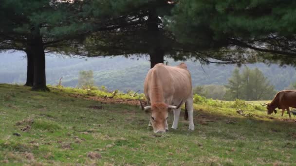 Kuh Frisst Gras Auf Einer Grünen Wiese Baskenland Hochwertiges Filmmaterial — Stockvideo