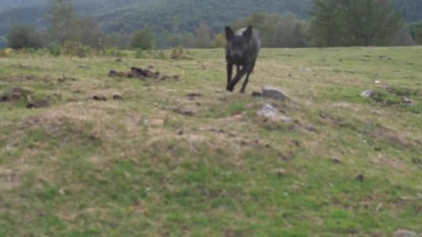 田舎の小さな黒い犬がカメラに向かって走っています 高品質4K映像 — ストック動画