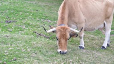 Bask bölgesindeki yeşil bir arazide ot yiyen inek. Yüksek kalite 4k görüntü