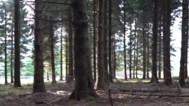 Yeşillik ormandaki ağaçların arasında ilerleyen bir kamera. Yüksek kalite 4k görüntü