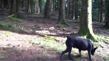 Küçük siyah köpek orman zeminindeki bir kokuyu takip ediyor. Yüksek kalite 4k görüntü