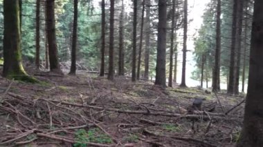 Yeşillik ormandaki ağaçların arasında ilerleyen bir kamera. Yüksek kalite 4k görüntü